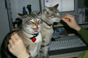 Cats Flossing Teeth