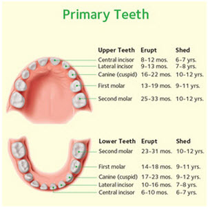 ADA Primary tooth chart
