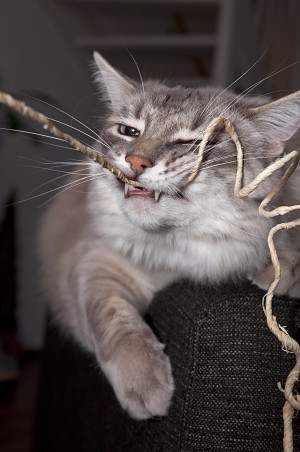 Cat with large rope dental floss